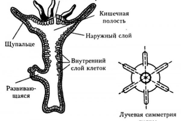 Проверенная ссылка кракен