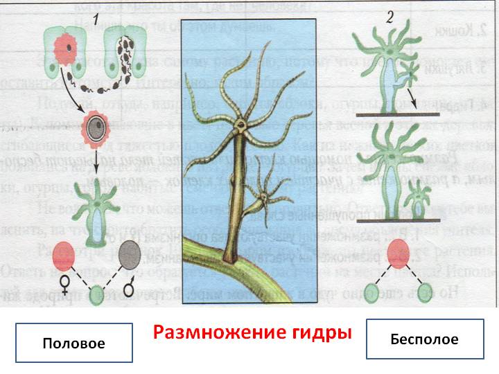 Кракен сайт официальный onion